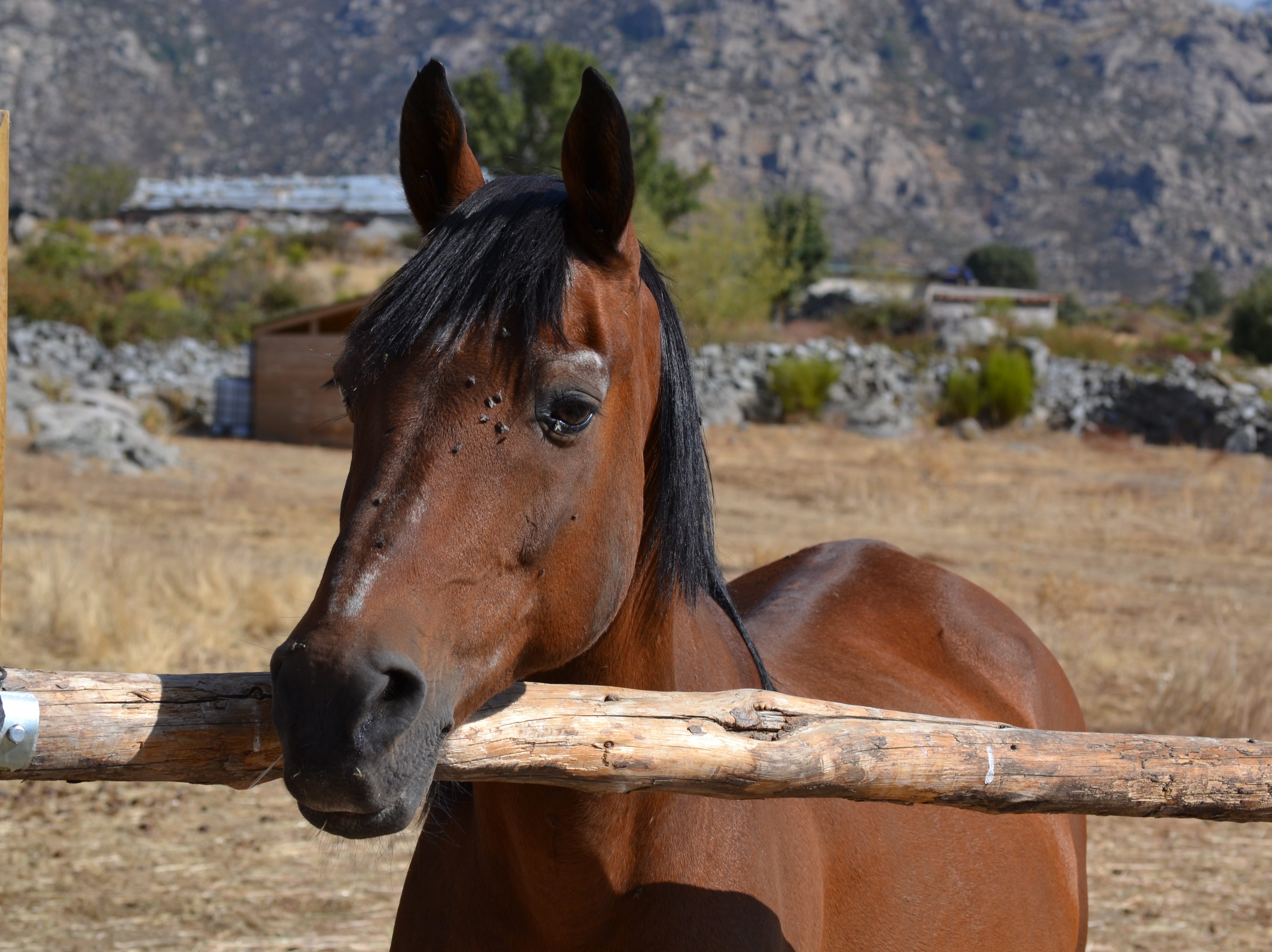 Madrid Help Horses