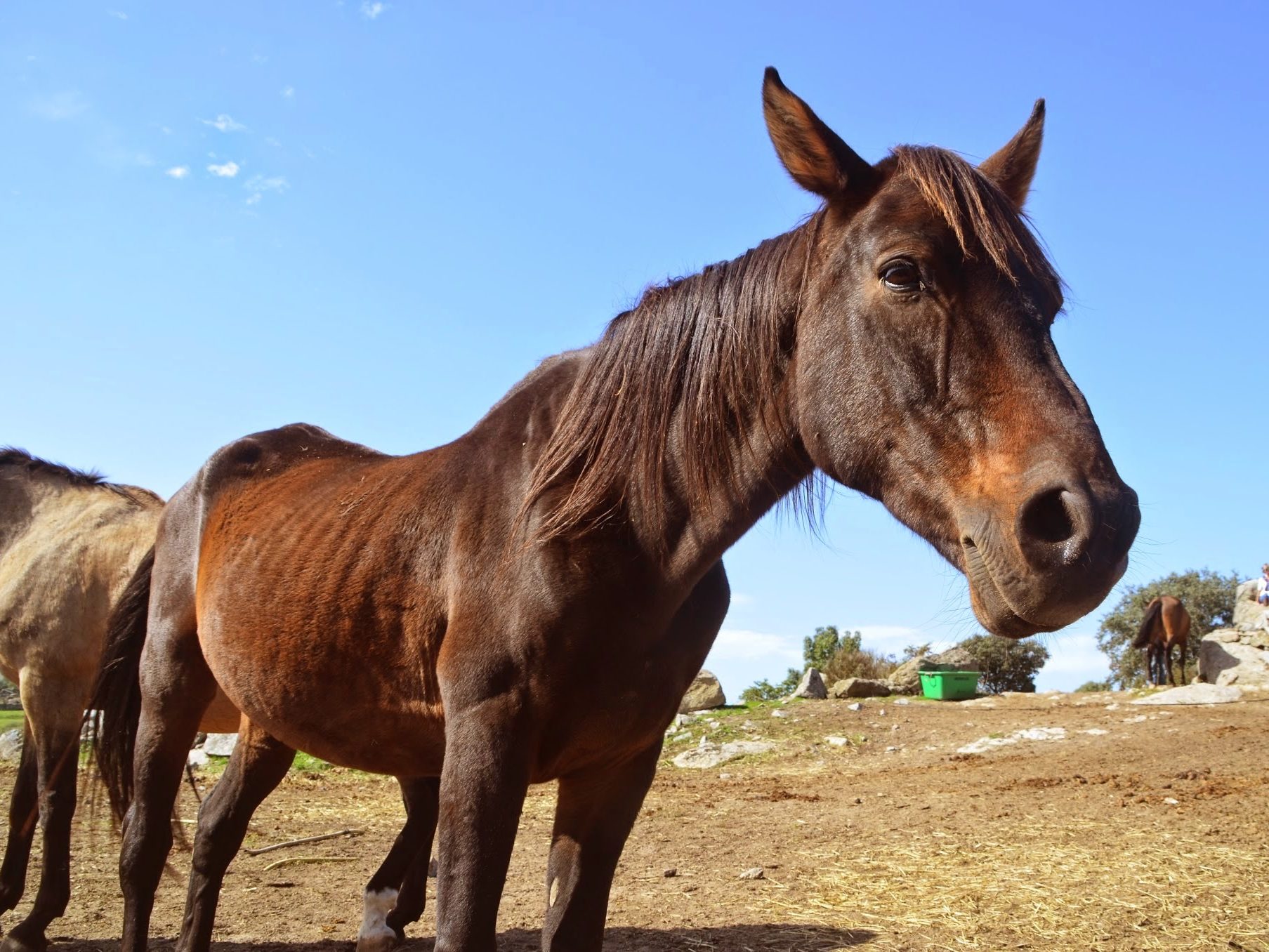 Madrid Help Horses