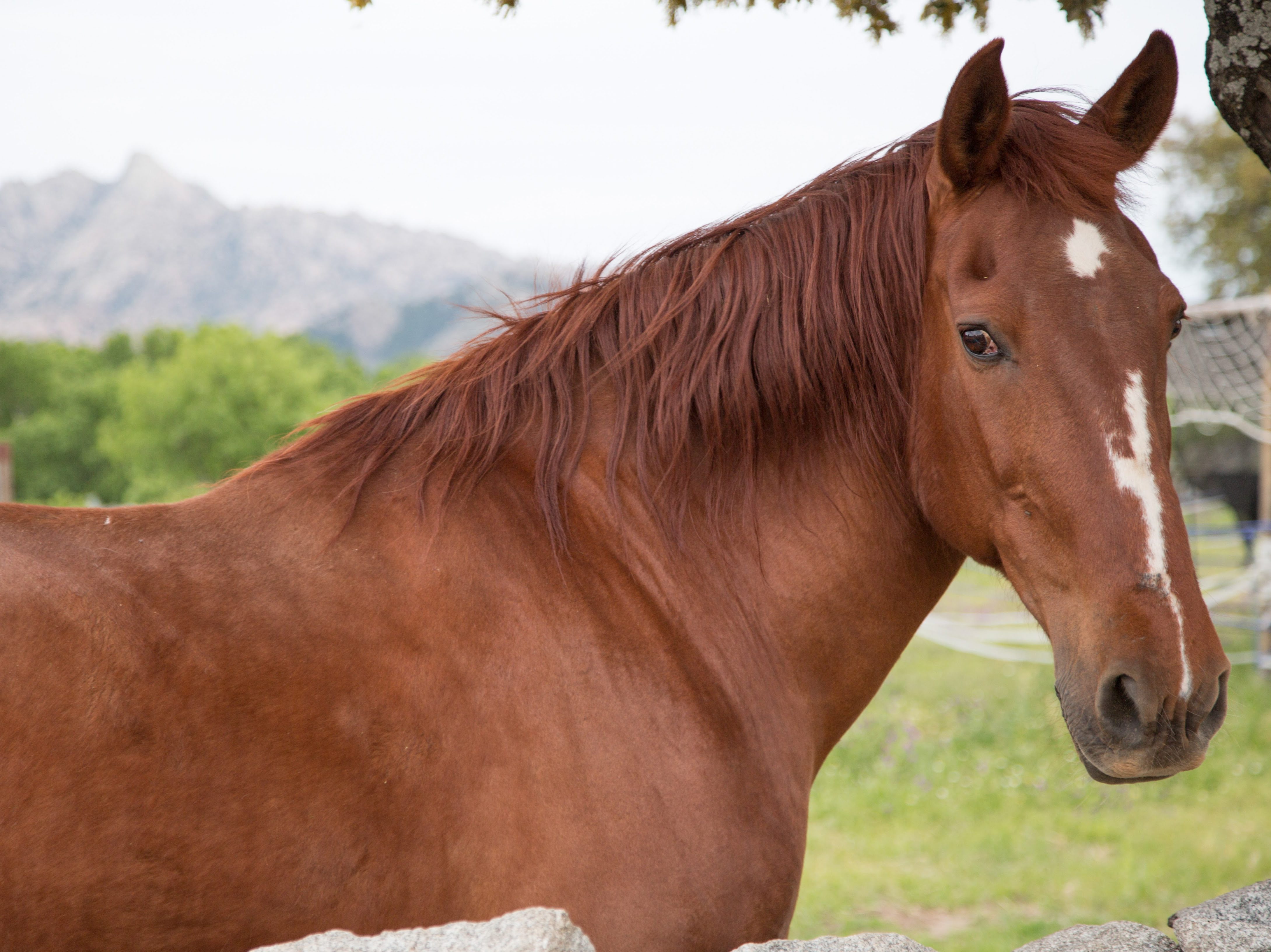 Madrid Help Horses