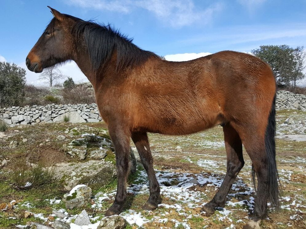 Madrid Help Horses